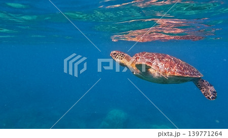 A green sea turtle swimming close to the surface with its reflection mirrored by the water creating a hypnotic dreamy scene. Dauin, Philippines A green sea turtle swimming close to the surface with its reflection mirrored by the water creating a hypnotic dreamy scene. Dauin, Philippines 139771264