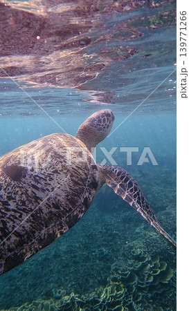 A peaceful underwater view features a green sea turtle swimming near the water surface bathe in sunlight. Dauin, Philippines A peaceful underwater view features a green sea turtle swimming near the water surface bathe in sunlight. Dauin, Philippines 139771266