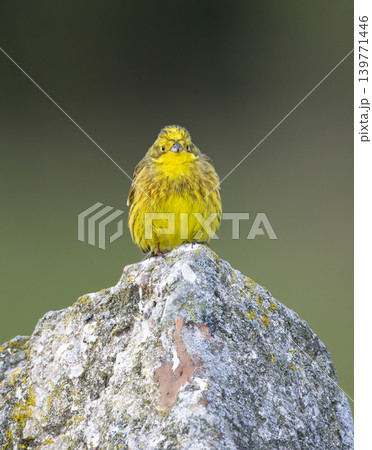 Yellowhammer (Emberiza citrinella) in Low Tatras National Park, Slovakia 139771446