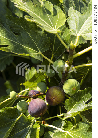 ripe figs on the tree ripe figs on the tree 139771484