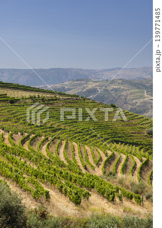 Typical vineyard near Ervedosa do Douro, Alto Douro, Portugal Typical vineyard near Ervedosa do Douro, Alto Douro, Portugal 139771485