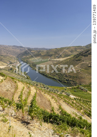 Typical vineyard near Pinhao, Alto Douro, Portugal Typical vineyard near Pinhao, Alto Douro, Portugal 139771489