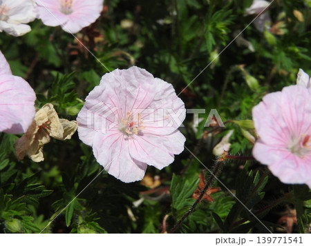フウロソウ科の多年草「ゲラニウム」の花 フウロソウ科の多年草「ゲラニウム」の花 139771541