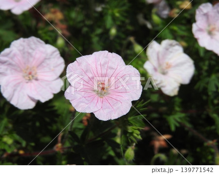 フウロソウ科の多年草「ゲラニウム」の花 139771542