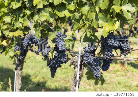 Vineyard with Zweigeltrebe (Zweigeltrebe Blau), Lower Austria, Austria 139771559