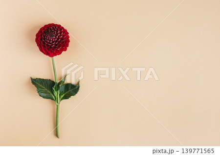 Beautiful red flower of Dahilia on a orange pastel background. 139771565