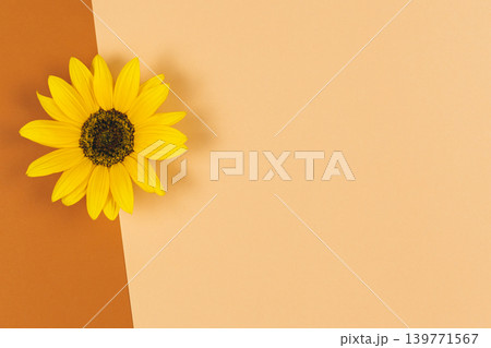 Beautiful decorative yellow sunflower on orange brown background. Flat lay.Place for text. Beautiful decorative yellow sunflower on orange brown background. Flat lay.Place for text. 139771567