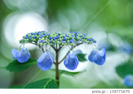 紫陽花のつぼみ 紫陽花のつぼみ 139771670
