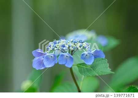 小さな紫陽花の花がひとつ咲いた 小さな紫陽花の花がひとつ咲いた 139771671