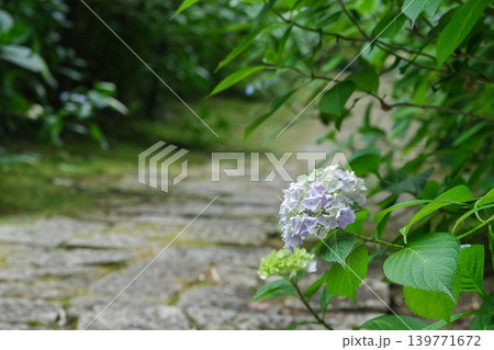石畳と紫陽花 石畳と紫陽花 139771672