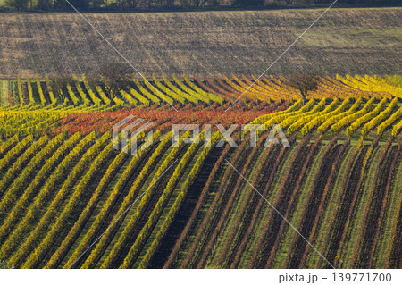 Autumn vineyard near Velke Bilovice, Southern Moravia, Czech Republic 139771700