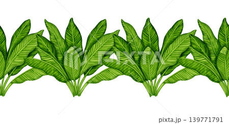 Watercolor illustration seamless border of lush green banana leaves. Hand drawn tropical foliage pattern. Botanical art for food packaging, fabrics, wallpaper, kitchen decor, cafe menus Watercolor illustration seamless border of lush green banana leaves. Hand drawn tropical foliage pattern. Botanical art for food packaging, fabrics, wallpaper, kitchen decor, cafe menus 139771791