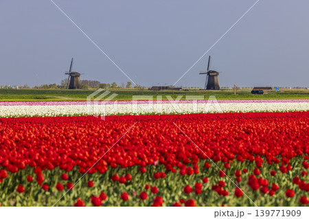 Field of tulips with Ondermolen windmill near Alkmaar, The Netherlands 139771909