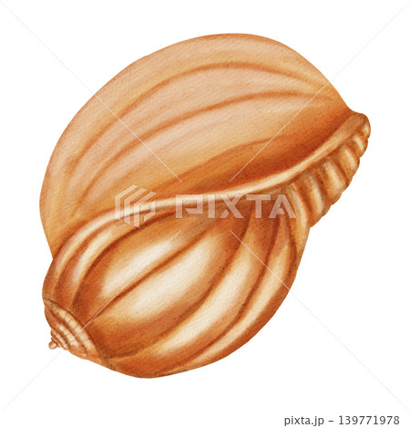 Watercolor illustration with a marine theme, featuring various shells, a spiral scallop shell, an open shell with a pearl. Children's, nautical, travel themes. Suitable for design, prints, postcards Watercolor illustration with a marine theme, featuring various shells, a spiral scallop shell, an open shell with a pearl. Children's, nautical, travel themes. Suitable for design, prints, postcards 139771978
