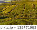 Vineyards under Palava, Southern Moravia, Czech Republic 139771993
