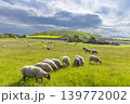 Typical landscape near Ranna, Ceske Stredohori, Northern Bohemia, Czech Republic 139772002