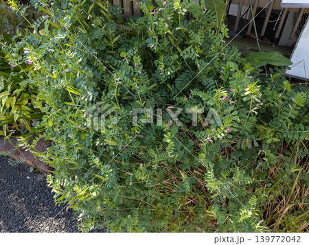 カラスノエンドウがはち切れんばかりに茂った植木鉢 139772042