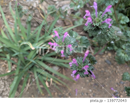 春の庭に咲くホトケノザのピンクの花 春の庭に咲くホトケノザのピンクの花 139772043