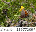 吸蜜するベニシジミ 139772097