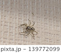 メスジロハエトリ 139772099