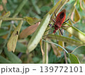 アカサシガメ 139772101