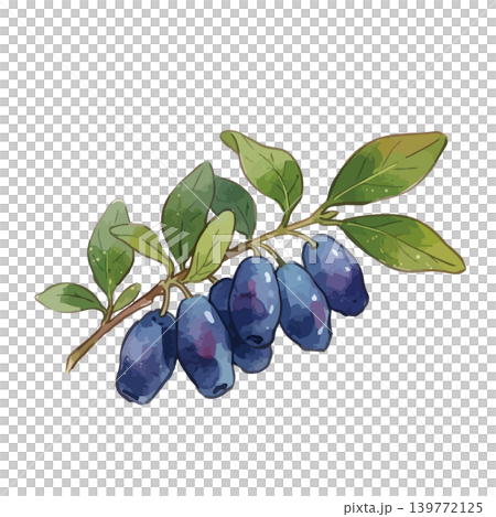 ハスカップのイラスト ハスカップのイラスト 139772125