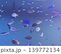 青い海の魚たち 139772134