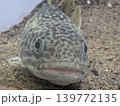 マーブルドノトセンの顔 139772135