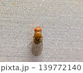 キイロショウジョウバエ 139772140