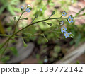 可愛らしいキュウリグサの花 139772142