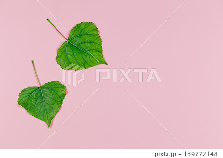 Green leaves on pink pastel background. Poplar leaves. Minimal concept for freshness, ecology, nature. Green leaves on pink pastel background. Poplar leaves. Minimal concept for freshness, ecology, nature. 139772148