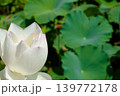 大輪の白い蓮の花 139772178
