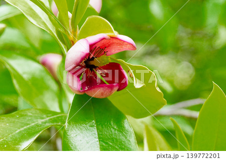芳香を放つモクレン科カラタネオガタマの花 芳香を放つモクレン科カラタネオガタマの花 139772201
