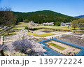 桜が満開の一乗谷館跡 139772224