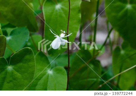メギ科の山野草 バイカイカリソウの開花 139772244