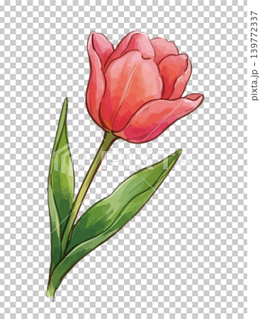 チューリップのイラスト チューリップのイラスト 139772337