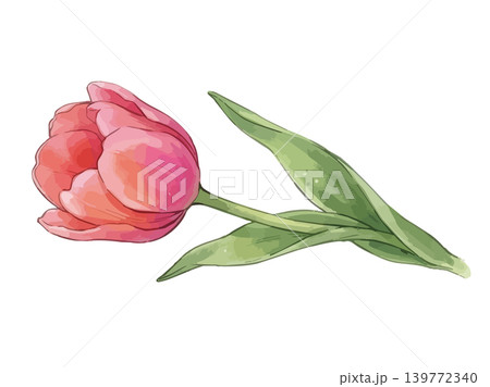 チューリップのイラスト 139772340