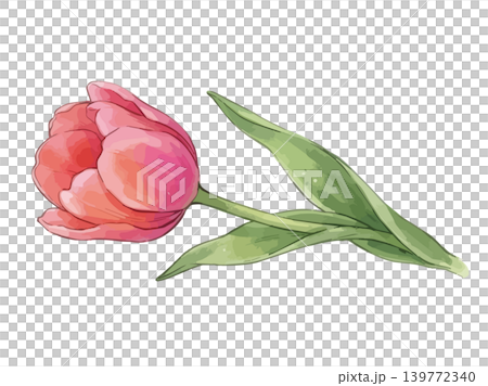 チューリップのイラスト 139772340