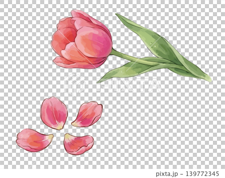 チューリップのイラスト チューリップのイラスト 139772345