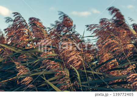 Reeds near the lake blowing in the wind at golden sunset light. 139772405