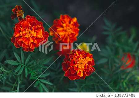 Bright orange marigold flowers (Tagetes patula) on dark green background. 139772409