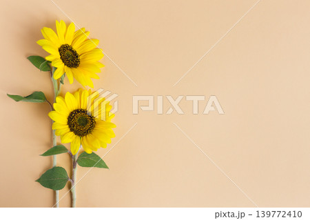 Two beautiful decorative yellow sunflowers on orange pastel background. Two beautiful decorative yellow sunflowers on orange pastel background. 139772410