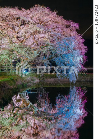 「芳水の桜」のライトアップ(福島県福島市、4月上旬) 「芳水の桜」のライトアップ(福島県福島市、4月上旬) 139772423