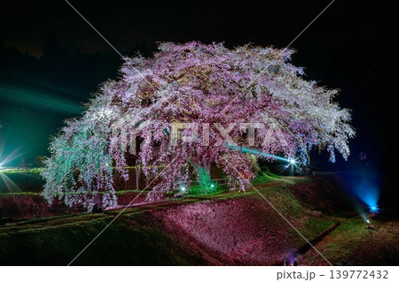 「芳水の桜」のライトアップ(福島県福島市、4月上旬) 「芳水の桜」のライトアップ(福島県福島市、4月上旬) 139772432