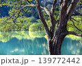 新緑の「白川湖の水没林」(山形県飯豊町、4月下旬) 139772442