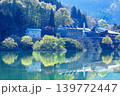 新緑の「白川湖の水没林」(山形県飯豊町、4月下旬) 139772447