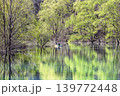 「白川湖の水没林」のカヌーツアー(山形県飯豊町、4月下旬) 139772448