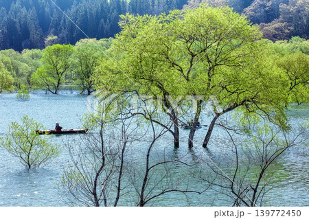 「白川湖の水没林」のカヌーツアー(山形県飯豊町、4月下旬) 139772450