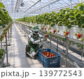 いちご狩りでいちごを収穫するAI人型ロボット いちご狩りでいちごを収穫するAI人型ロボット 139772543