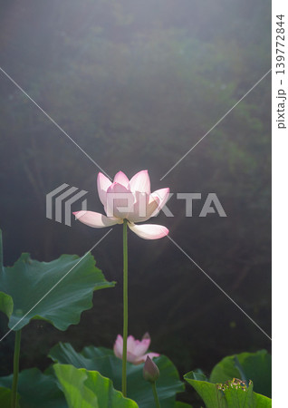 朝靄に咲く一輪の蓮の花 光と影の幻想的な風景 朝靄に咲く一輪の蓮の花 光と影の幻想的な風景 139772844